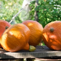 Photo pack - PACK DE COURGES