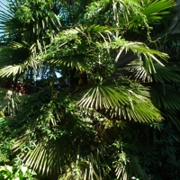 Photo produit - Gaura ‘Siskiyou Pink’