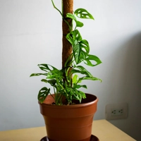 Photo produit - Monstera Adansonii 