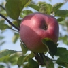 Photo de Pommier A côtes.