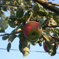 Photo produit - Pommier Agilière