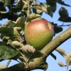 Photo de Pommier Ascahire.