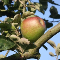 Photo produit - Pommier Ascahire