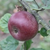 Photo de Pommier Baguette d’hiver.