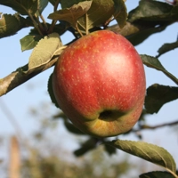 Photo produit - Pommier Belle fleur double