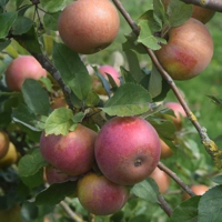 Photo produit - Pommier Beurrière
