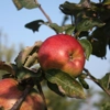 Photo de Pommier Bouvière.