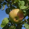 Photo de Pommier Cabarette.