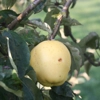 Photo de Pommier Calvi blanc.