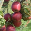 Photo de Pommier Colapuis.