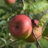 Photo de Pommier Court pendu rouge.