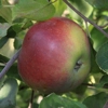 Photo de Pommier Double bon pommier rouge.