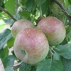 Photo de Pommier Gosselet.
