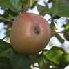 Photo de Pommier Gris baudet bronzée.