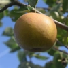 Photo de Pommier Gris Brabant.
