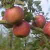 Photo de Pommier Gueule de mouton.