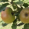 Photo de Pommier La Clermontoise.