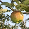 Photo de Pommier Lanscailler.