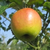 Photo de Pommier Luche.