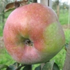 Photo de Pommier Ontario.