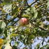 Photo de Pommier Précoce de Wirwignes.
