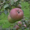 Photo de Pommier Quarantaine d’hiver.