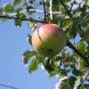 Photo de Pommier Reinette d’Angleterre (d'automne).
