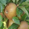Photo de Pommier Reinette de Flandre.