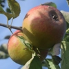 Photo de Pommier Reinette de France.