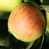 Photo de Pommier Reinette de Fugélan.