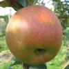 Photo de Pommier Reinette de Hollande.