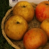 Photo de Pommier Reinette Descardre.