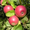 Photo de Pommier Reinette étoilée.