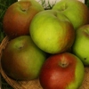Photo de Pommier Reinette Hernaut.