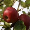 Photo de Pommier Ruban.