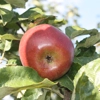 Photo de Pommier Sang de boeuf.