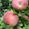 Photo de Pommier Sans pareille de Peasgood.