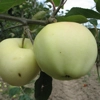 Photo de Pommier Transparente blanche.