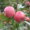 Photo de Pommier Amère nouvelle.