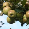 Photo de Pommier Armagnac.