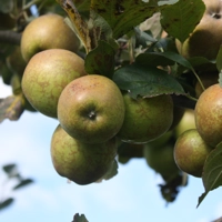 Photo produit - Pommier Armagnac