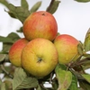 Photo de Pommier Barbarie.