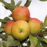 Photo produit - Pommier Barbarie