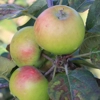 Photo de Pommier Carisi blanc.