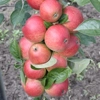 Photo de Pommier Doux corier très rouge.