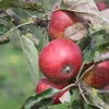 Photo de Pommier Du verger.