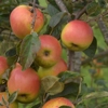 Photo de Pommier Germaine.