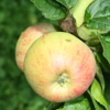 Photo de Pommier Panneterie.