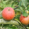 Photo de Pommier Roquet rouge.