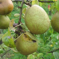 Photo produit - Poirier Beurré d’Anjou